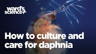 Caring and Culturing for Daphnia [upl. by Imaj40]