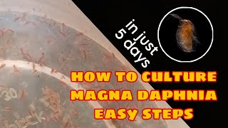 How to Culture Magna Daphnia Easily [upl. by Snehpets]