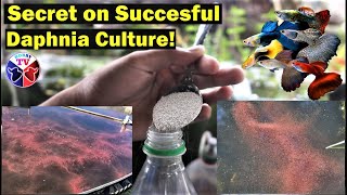 How to Culture Daphnia Successfully [upl. by Yrovi]