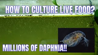 How to Culture Daphnia Secret Method to Breed MILLIONS  Simply Aquatic [upl. by Ecnarrot]