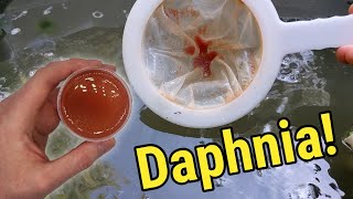 How I Culture Daphnia In Outdoor Tubs [upl. by Yseult]