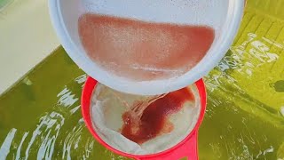 How to culture daphnia  Daphnia culture  How to grow daphnia outdoor [upl. by Bevon]