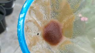 How to culture daphnia moina in a small container Part 1 English Subtitle [upl. by Ecinrev655]