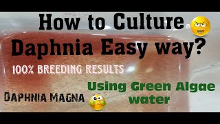 Daphnia MagnaHow to Culture Daphnia Easy wayCulturing Daphnia using Green water Daphnia [upl. by Eiznekcam]