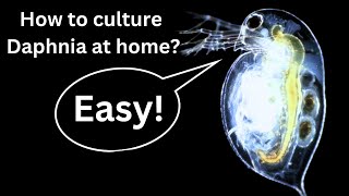 BEST Live Fish Food Beginner guide How to Culture Daphnia at home [upl. by Vicky315]