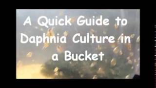 How to culture daphnia outside [upl. by Bonita]