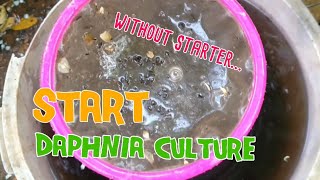 How to culture daphnia moina the easy way 1  Starting the Daphnia culture [upl. by Ellehctim850]