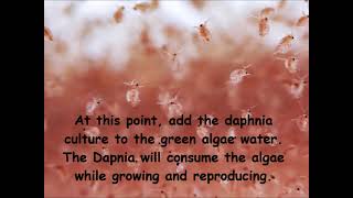 Daphnia  How to grow daphnia in your home [upl. by Madancy]