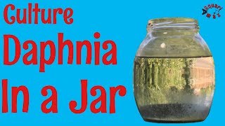 How to Culture Daphnia in a Jar [upl. by Chatwin]