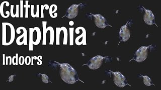 How to Culture Daphnia [upl. by Sadnac717]