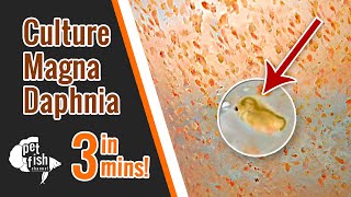 How to culture DAPHNIA MAGNA  The easy way [upl. by Abernon]