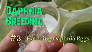 Daphnia Culture made simple and easy 3  Hatching Daphnia eggs [upl. by Gwendolin467]