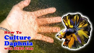 How to Culture Daphnia with ZERO Cost  Unlimited Live Food For Our Fish [upl. by Dloraj]