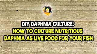 DIY Daphnia Culture How to Culture Nutritious Daphnia as Live Food for Your Fish [upl. by Ahseekal899]