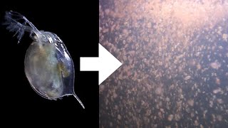 How I Culture Daphnia [upl. by Goldshlag]