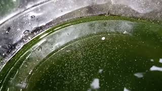 DAPHNIA MOINA CULTURE IN A SMALL BUCKET [upl. by Leoj]