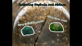 How To Culture Daphnia and Moinas using Green Water Spirulina powder [upl. by Ttsepmet]