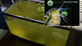 Raising Daphnia for the Freshwater Aquarium [upl. by Pellegrini248]