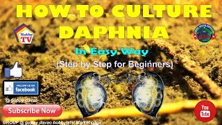 HOW TO CULTURE DAPHNIA In Easy Way [upl. by Samul]